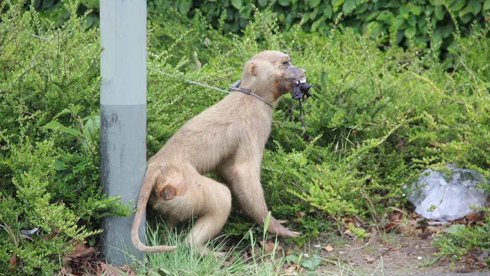 qji8dxebv8wb09vum7kyazdgm afvalaap