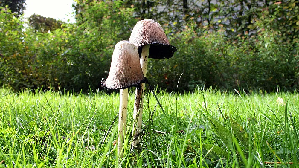 qo2gexw7n1f3uc1hk3s4yc5y0 herfst inktzwammen 22 oktober 2014 tom bloem 16 9