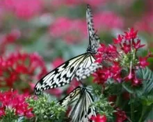 rd3c0pqze62m91xn3hfffnfda 218700