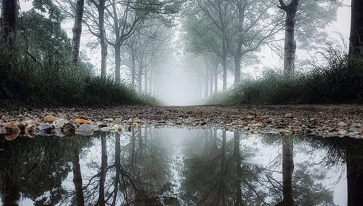 reflectie plas water schinveld bossen