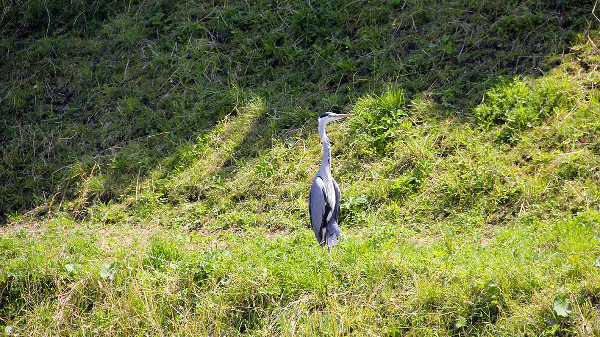reiger in de brandende zon langs de dominicanenwal sacramentsprocessiedag 2019