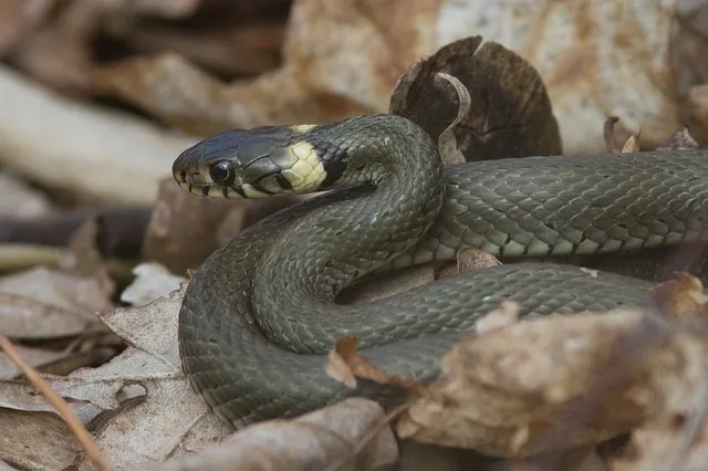 ringslag grass snake 735737 640