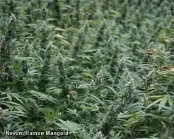 rnz7lo0guevsjntyoey1wfth6 221186