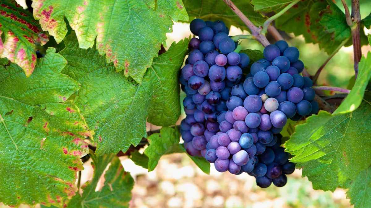 rode wijndruiven die op de wijnstok hangen