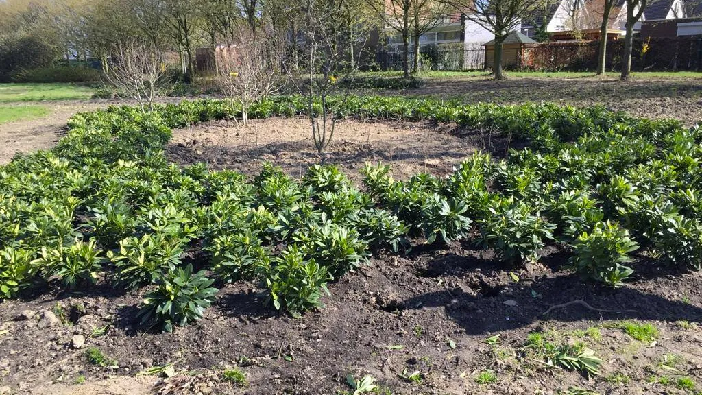 rodondendrons gestolen