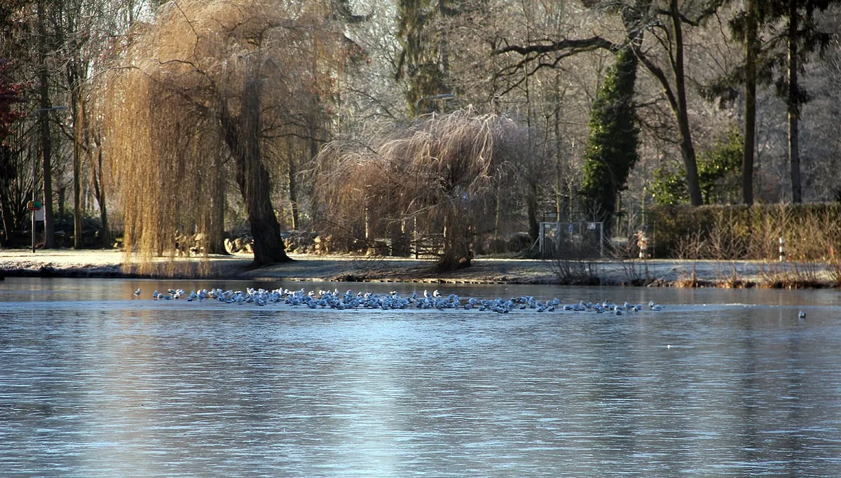 roeivijver dichtgevroeren december 2016 januari 2017