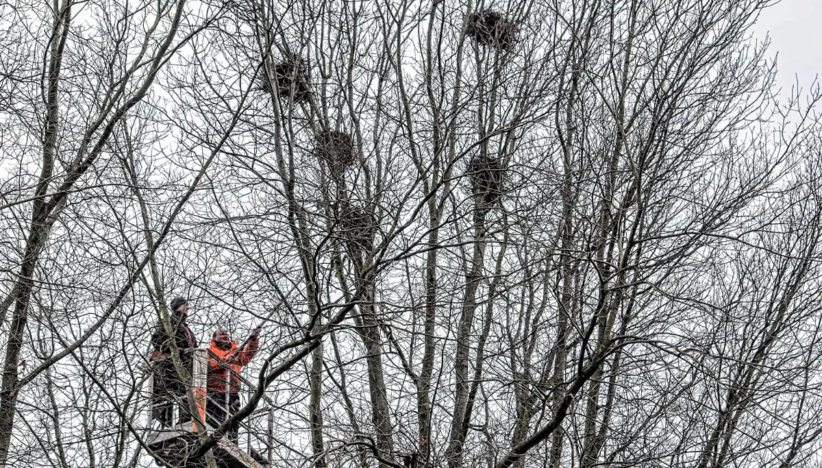 roekennesten verwijderen leon geilen