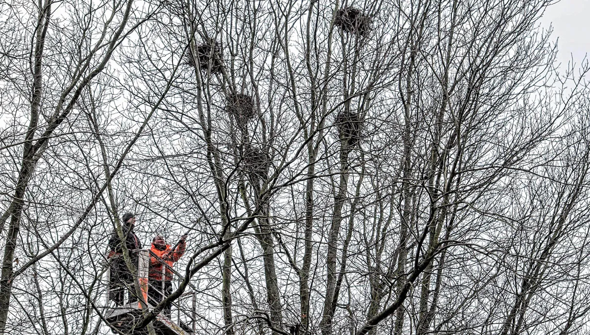 roekennesten verwijderen leon geilen