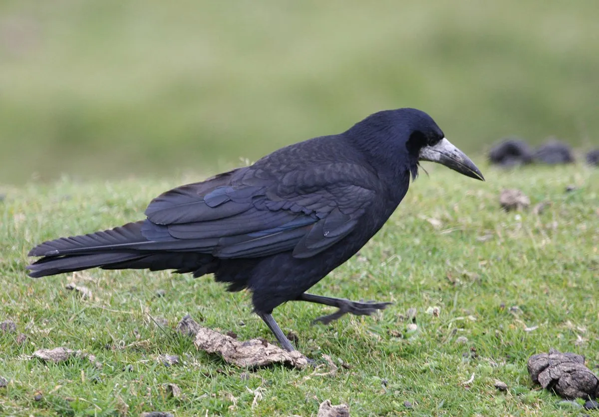 rook roek brian snelson from hockley essex england cc by 20