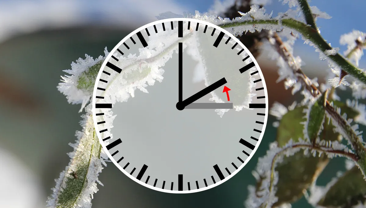 rose petals 1148644 1280 winter wintertijd