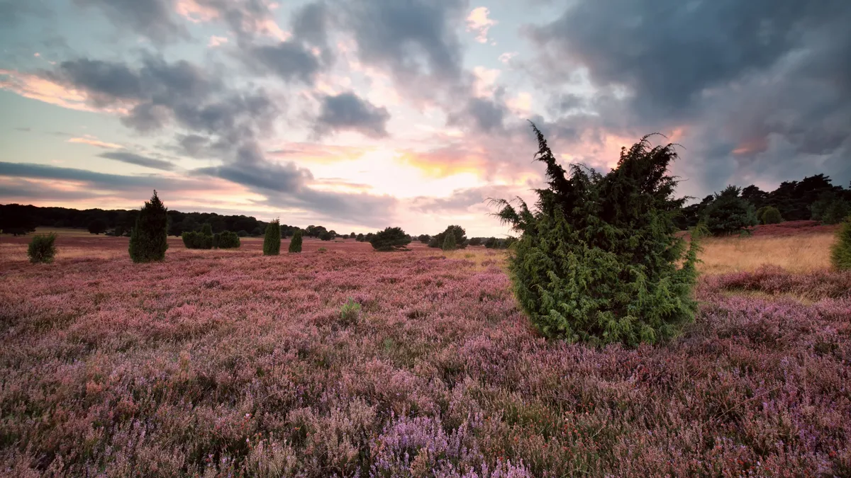roze heidebloemen en jeneverbes
