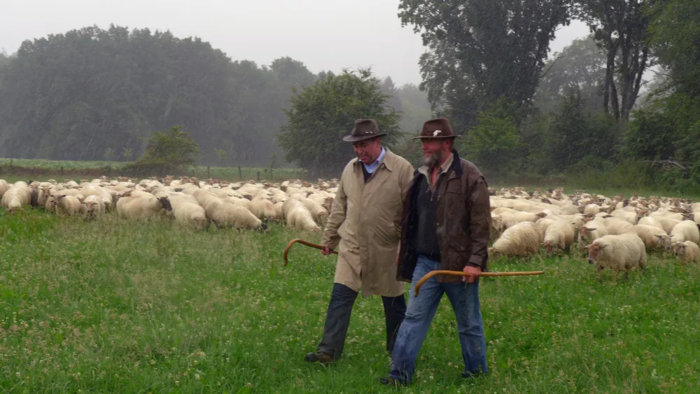 rszhjl96bnf75pmny5e7878o0 schaapskudde