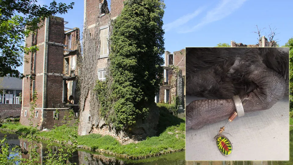 ruine kasteelpark born zwaan met haak