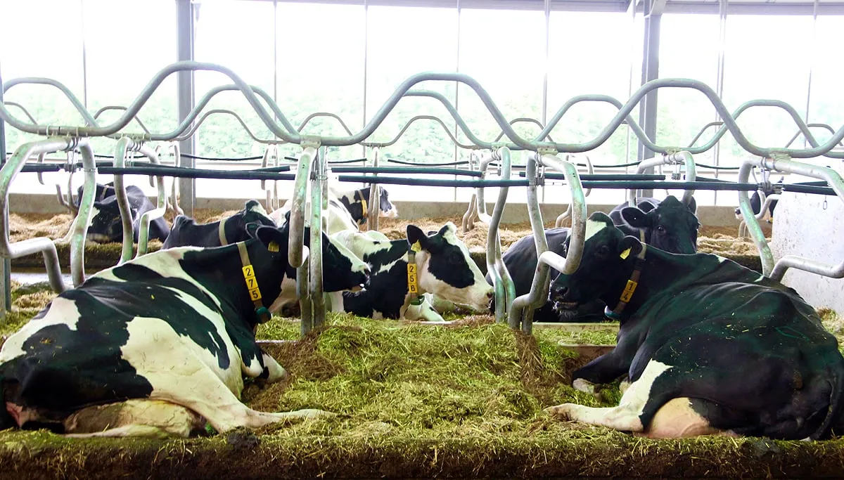 runderen koeien melkveebedrijf foto guus queisen 1