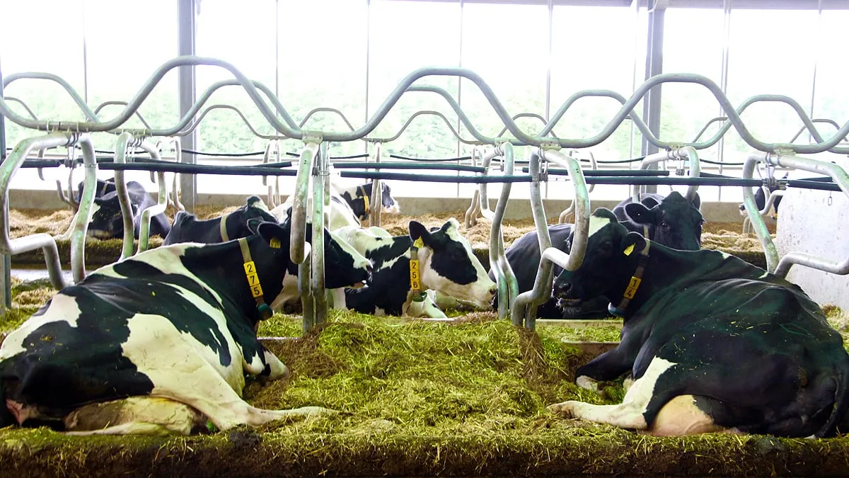 runderen koeien melkveebedrijf foto guus queisen 1x