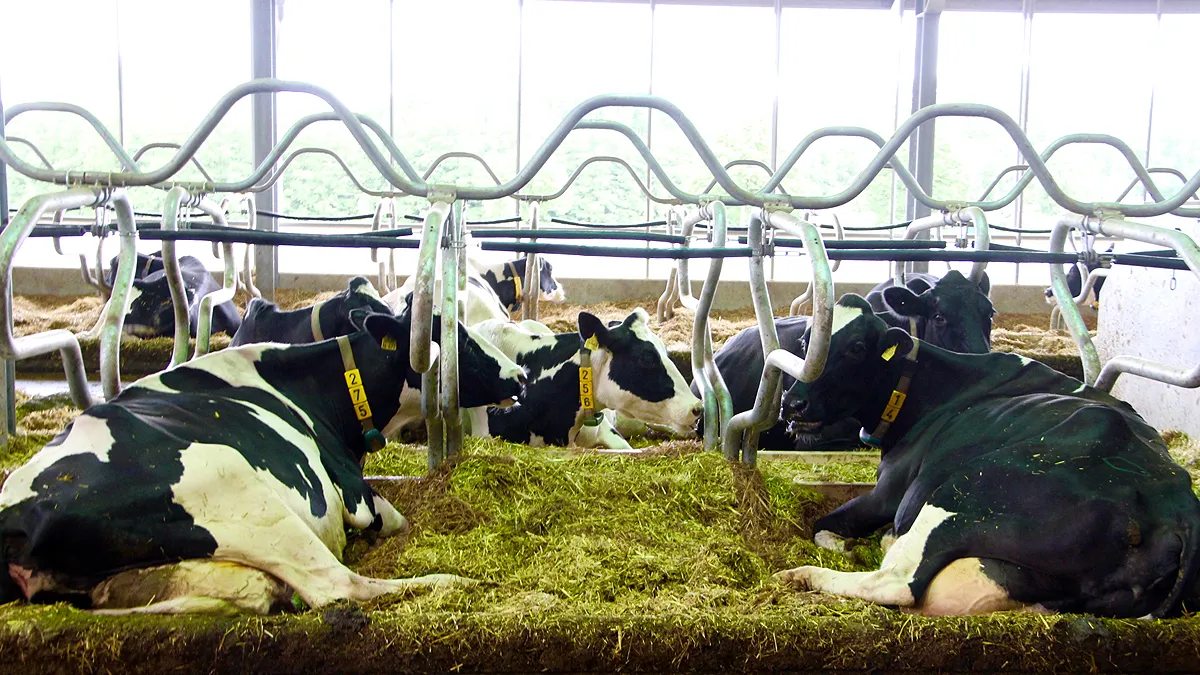 runderen koeien melkveebedrijf foto guus queisen 1x