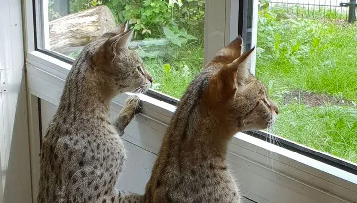 savannah katten kasteelpark born