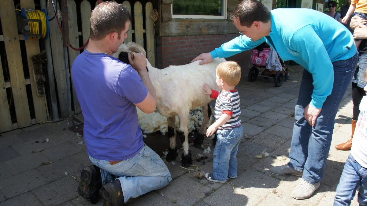 schaap aaien