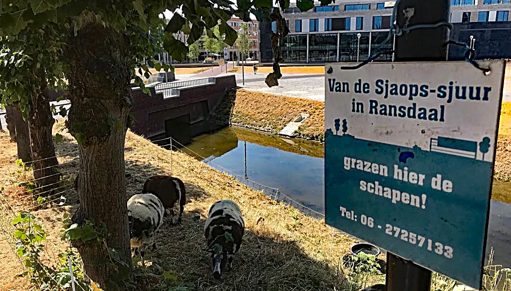 schapen grazen op dominicanenwal