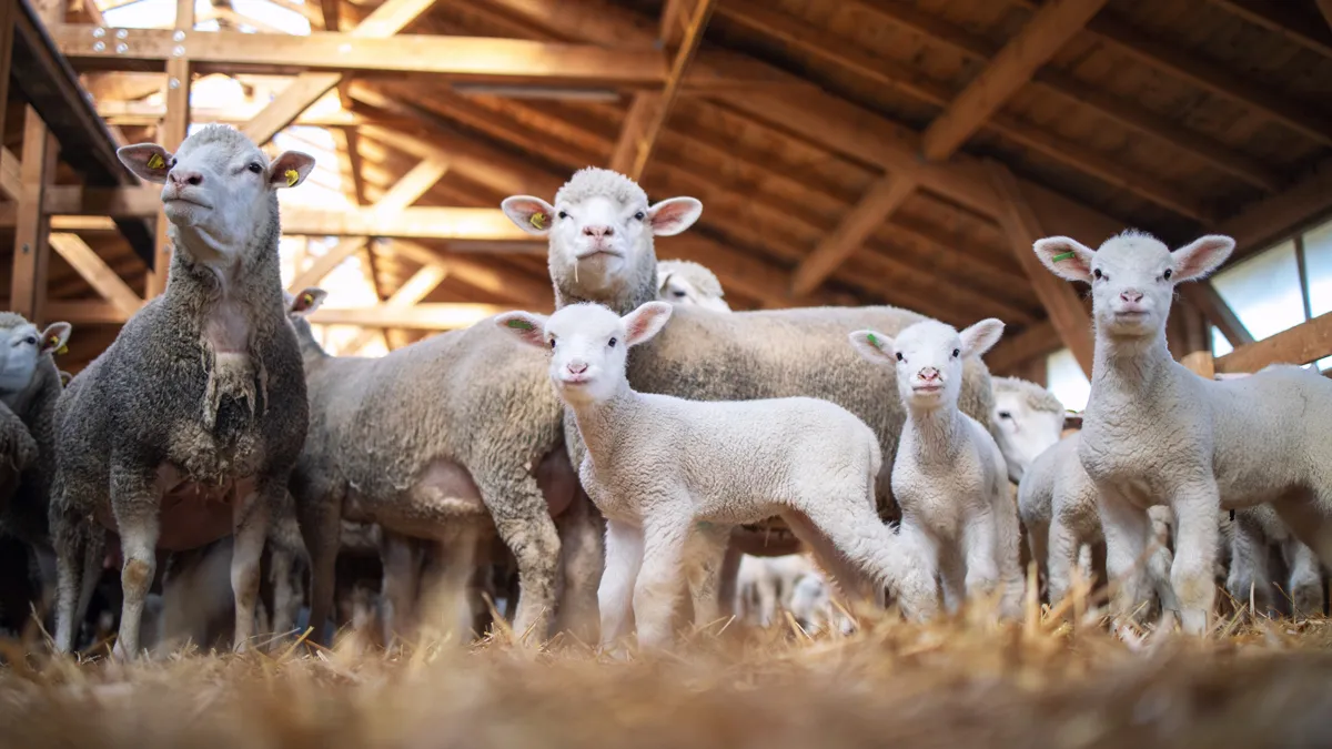 schapen lammeren schap lam schuurj