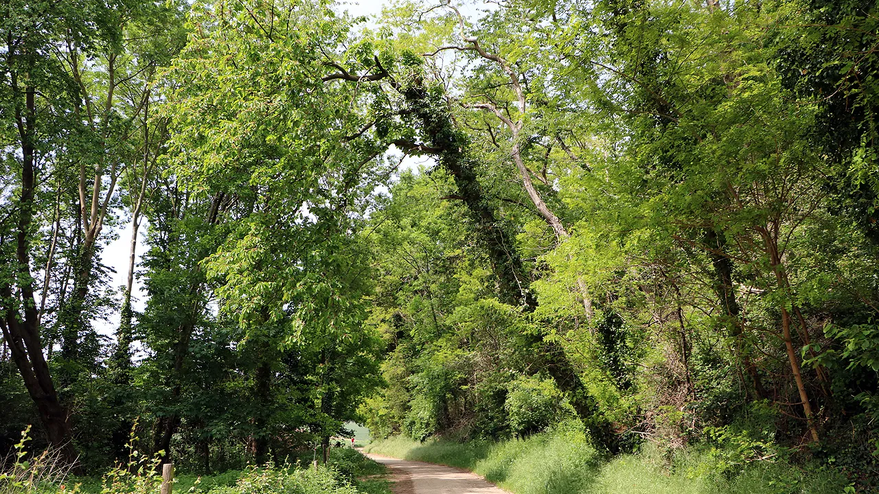 scheefstaande bomen hoddelslei munstergeleen 1