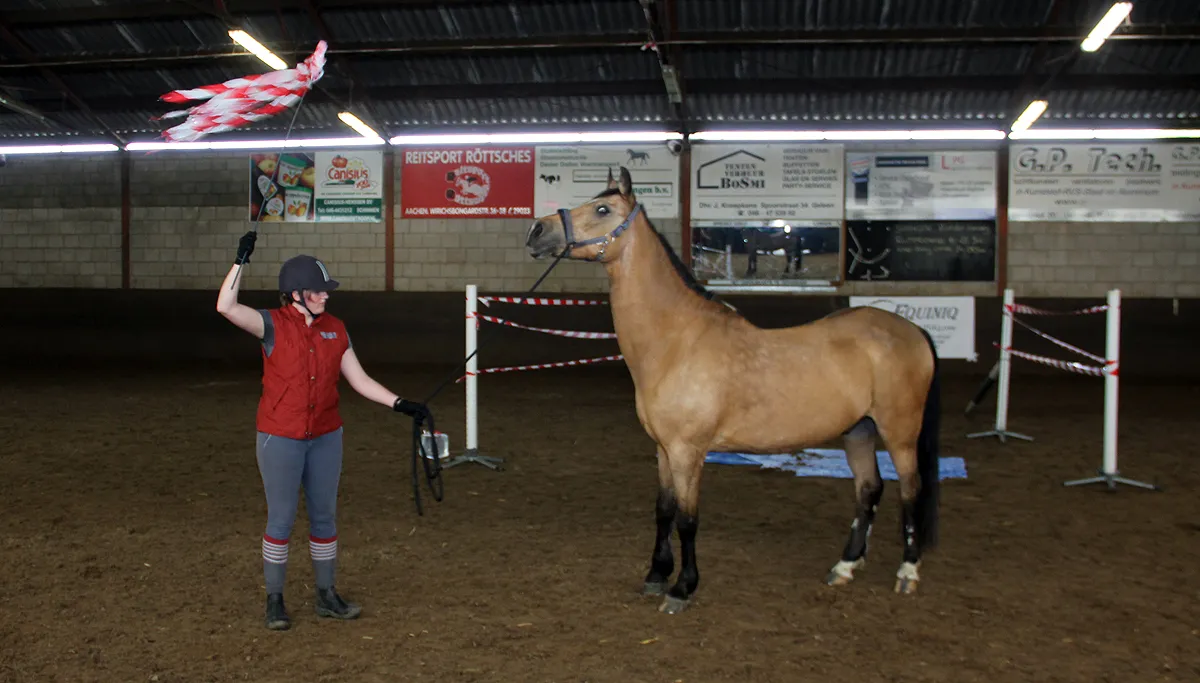 schriktraining voor paarden