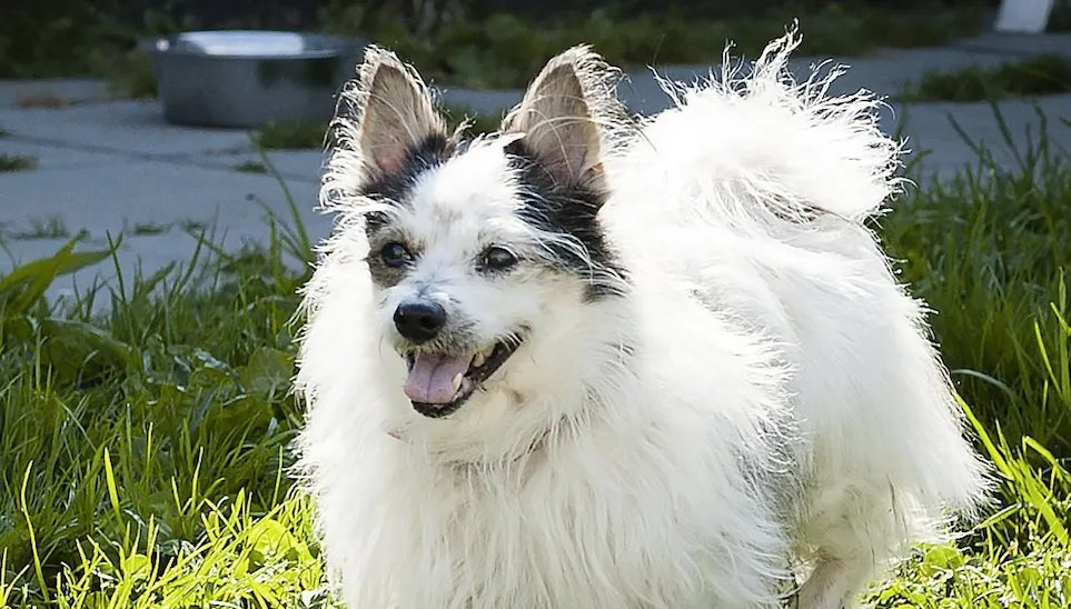 seniorenmiddag bobo 002