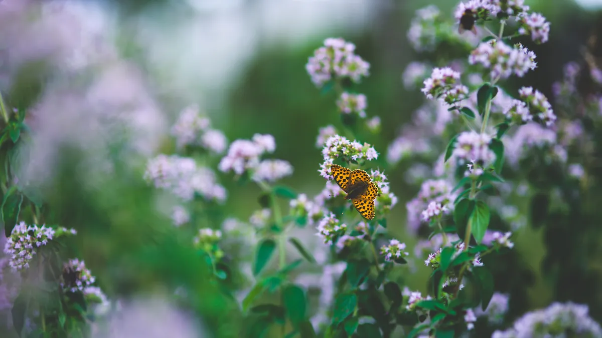 sfgll foto bij persbericht klepelmaaier foto karolina grabowska pixabay