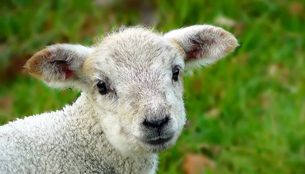 sheep 248632 1280 lam cc0 pixabay