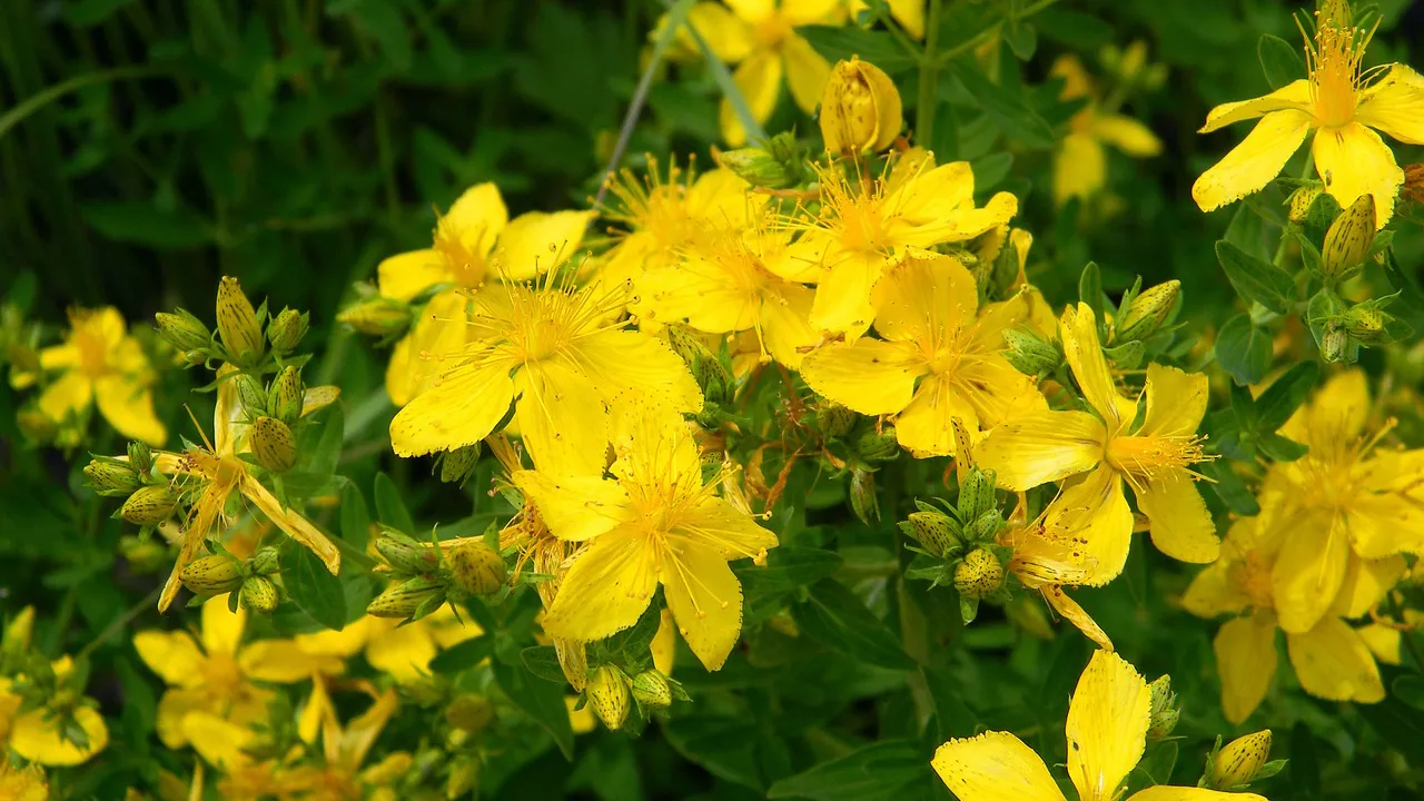 sint janskruid cc0 pixabay tutsan 857390 1280