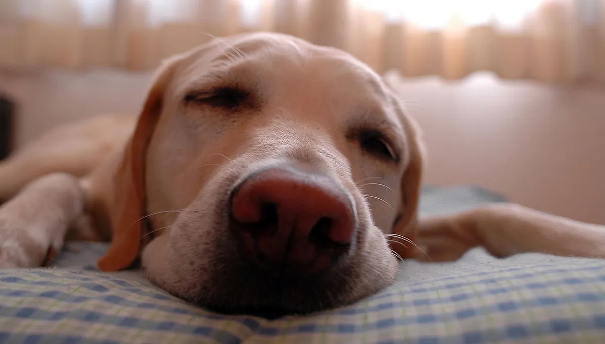 slapende hond eugene0126jp cc by sa 30