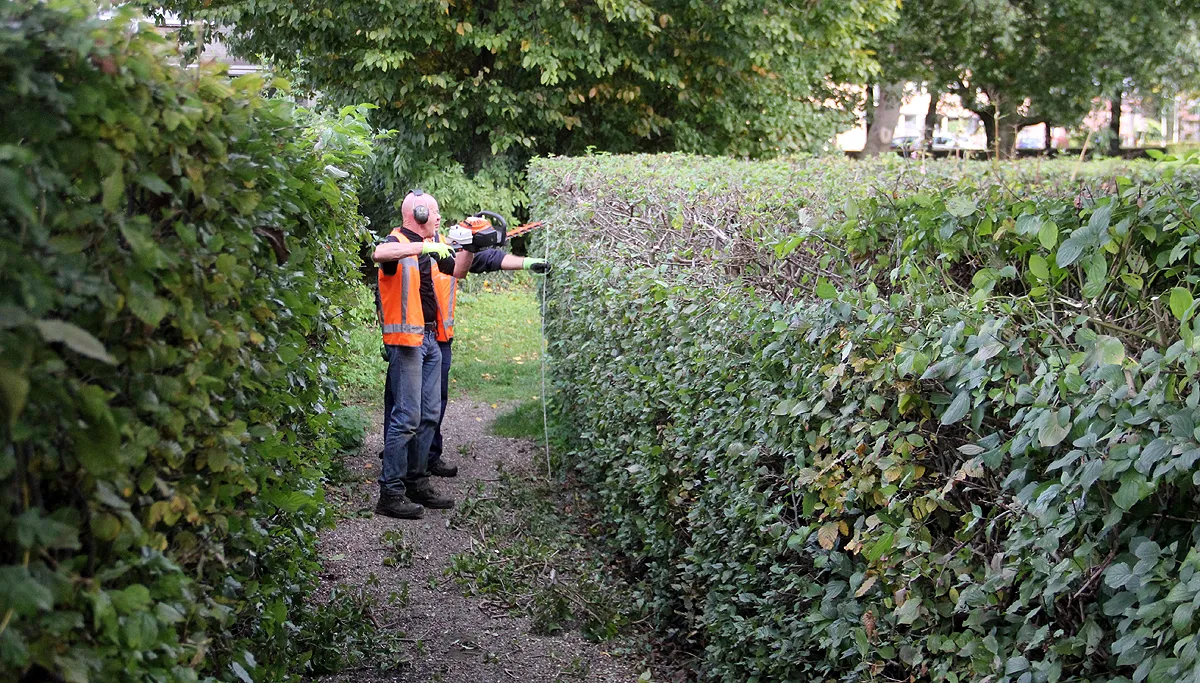 snoeien hagen oostelijke schootsvelden