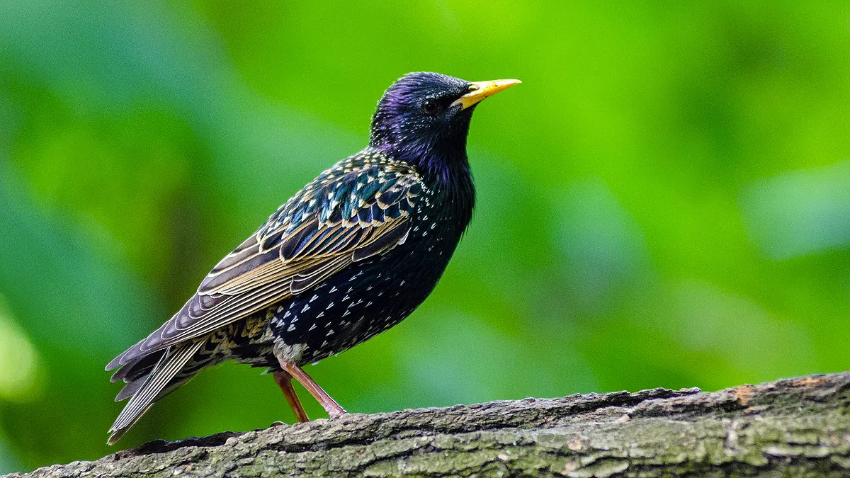 spreeuw vogelteldag 2019