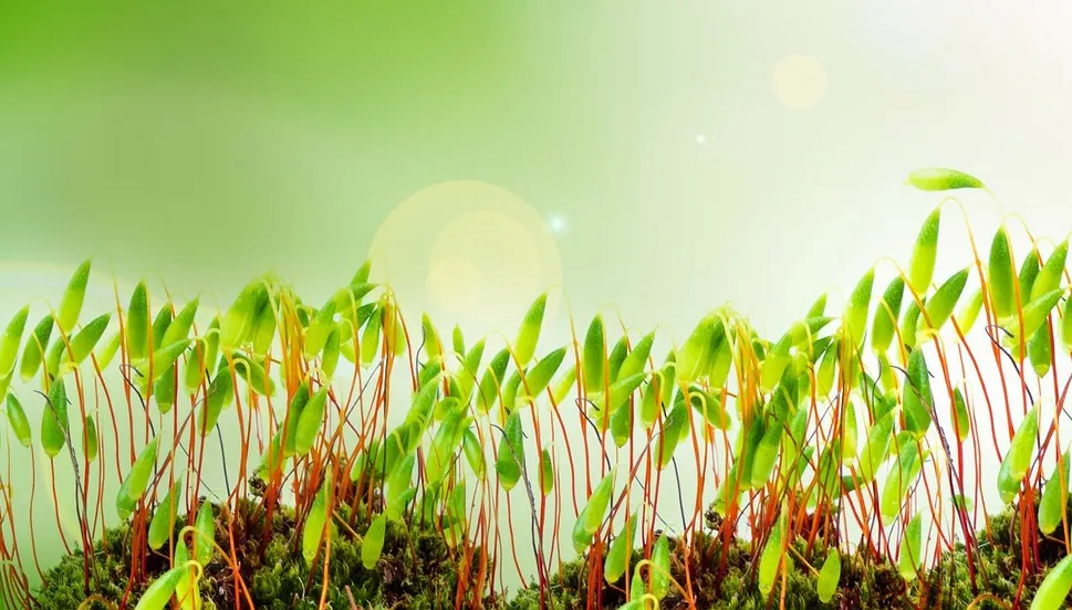 sprout 316127 1280 spruit