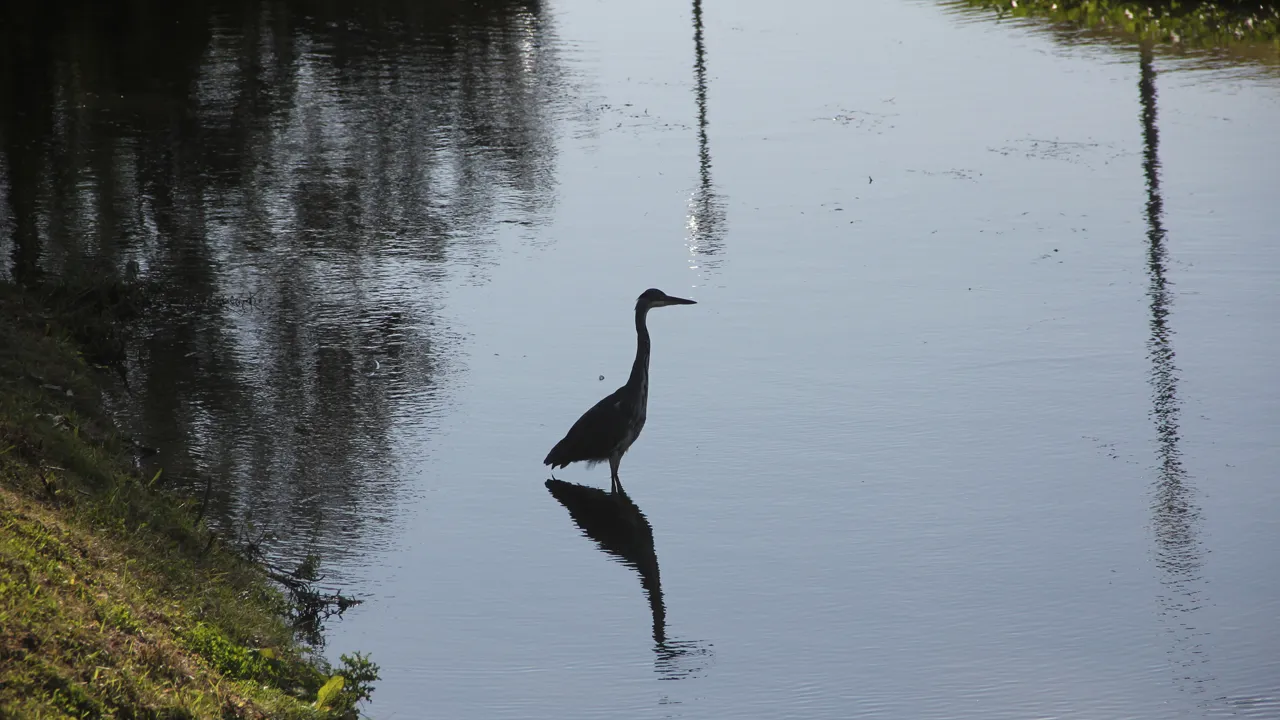 stadsgezicht reiger gracht begijnenhofwal
