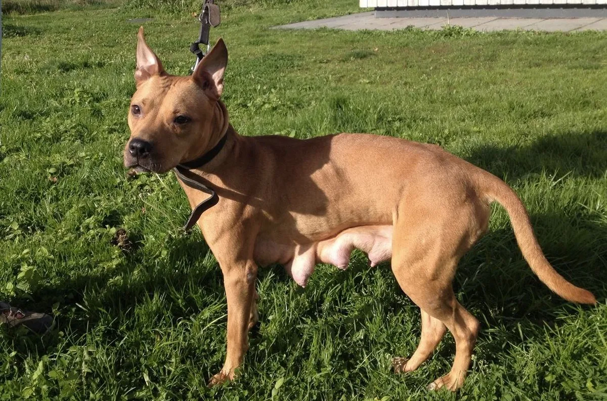 staffordshireteefje mist pups