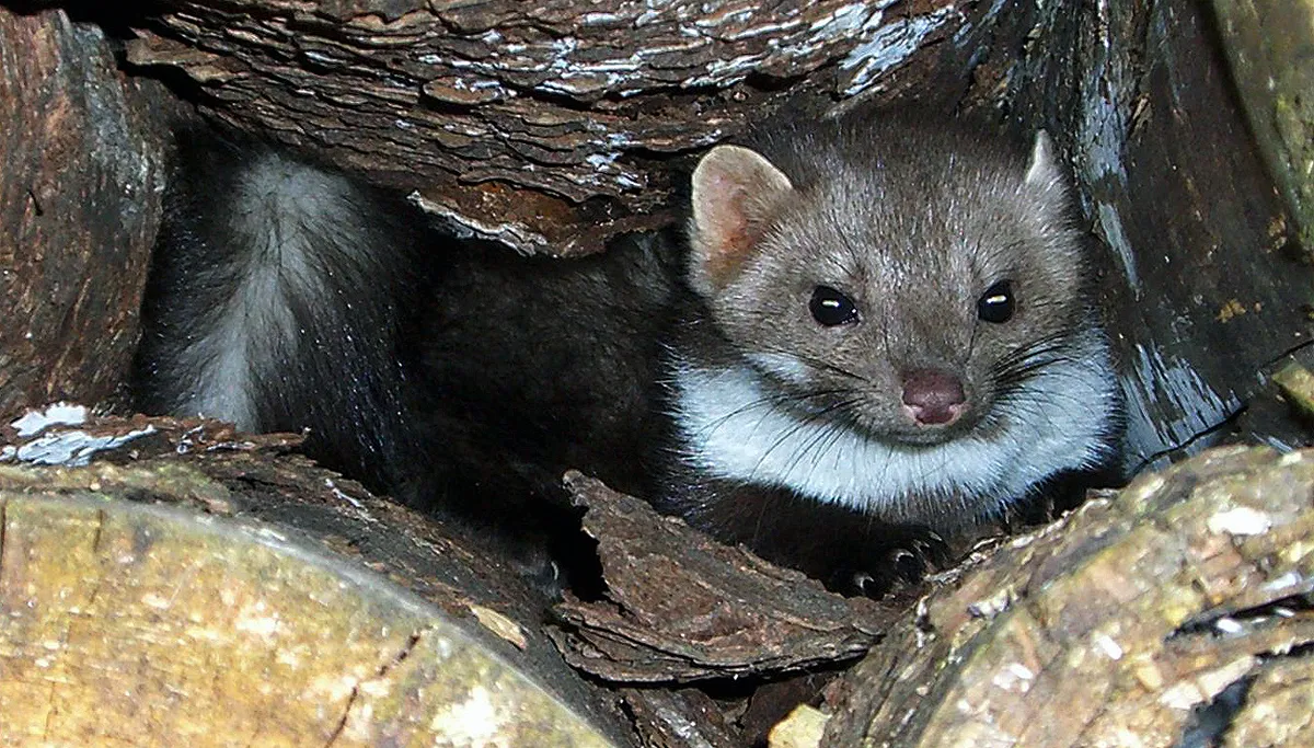 steenmarter mike aus dem bayerwald by sa 30