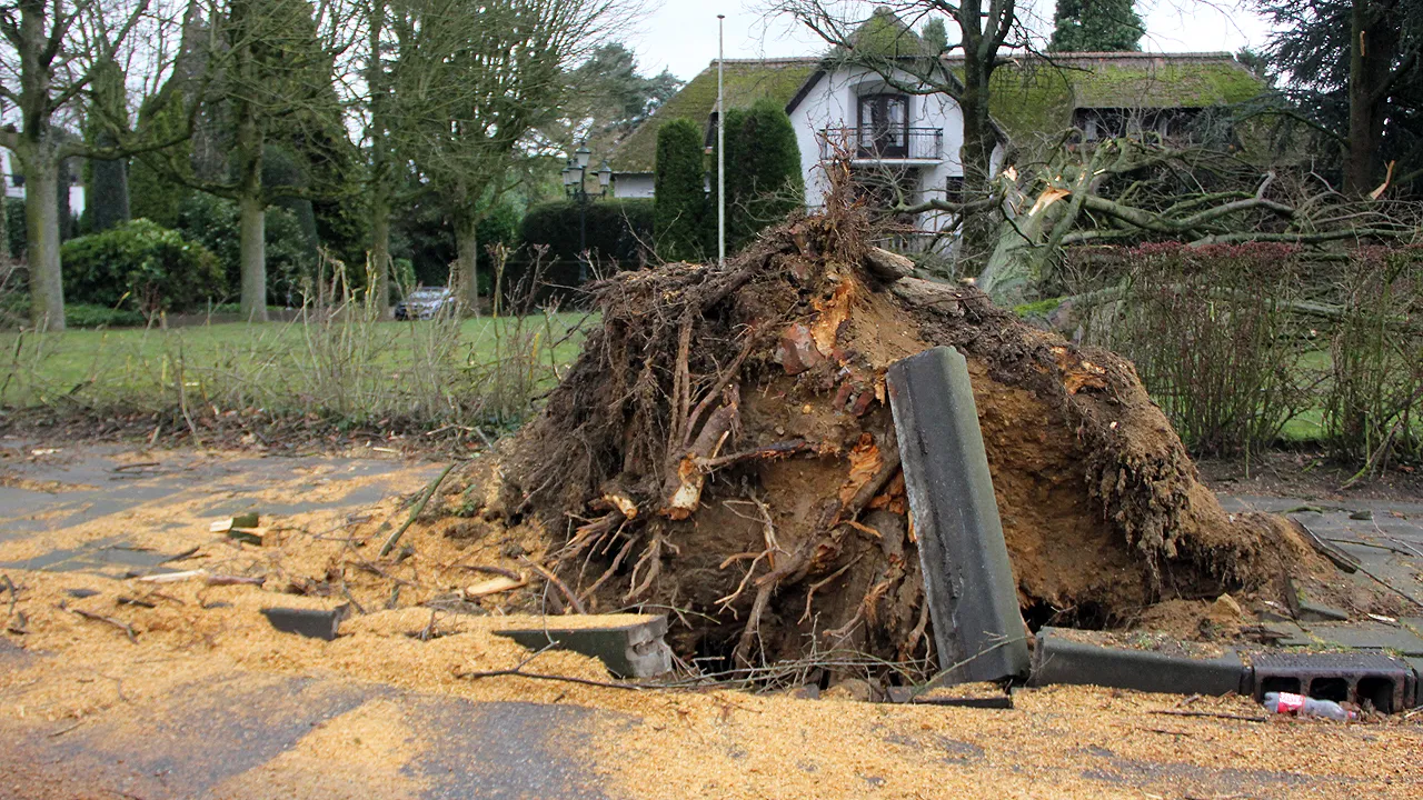 storm omgewaaide boom in geleen zuid de kluis