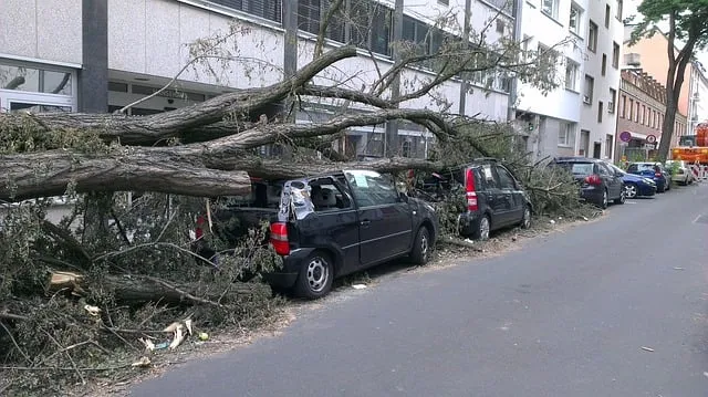 stormschade boom op autos cc0 via pixabay