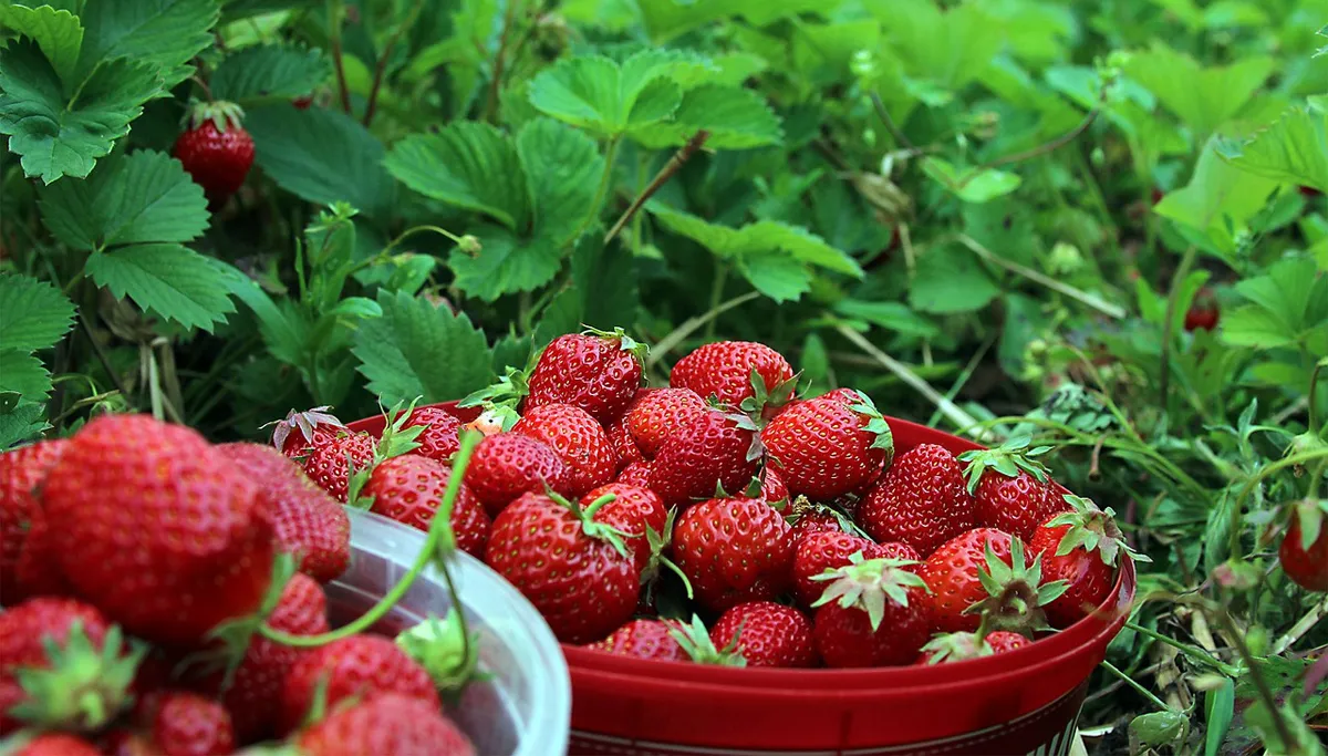 strawberries 1467902 1280 aardbeien cc0 via pixabay