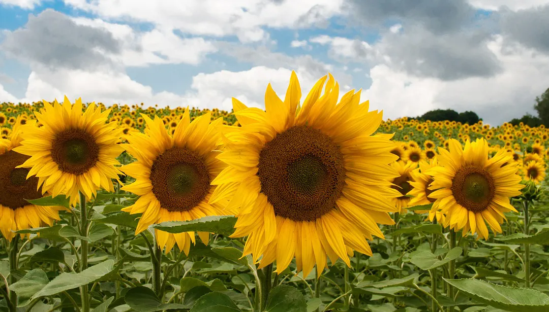 sunflower 475887 1280 zonnebloem