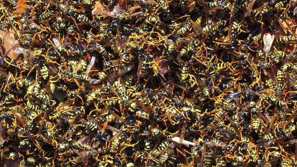 swvwk1u686yforhan966j0i6j anp 10243245583