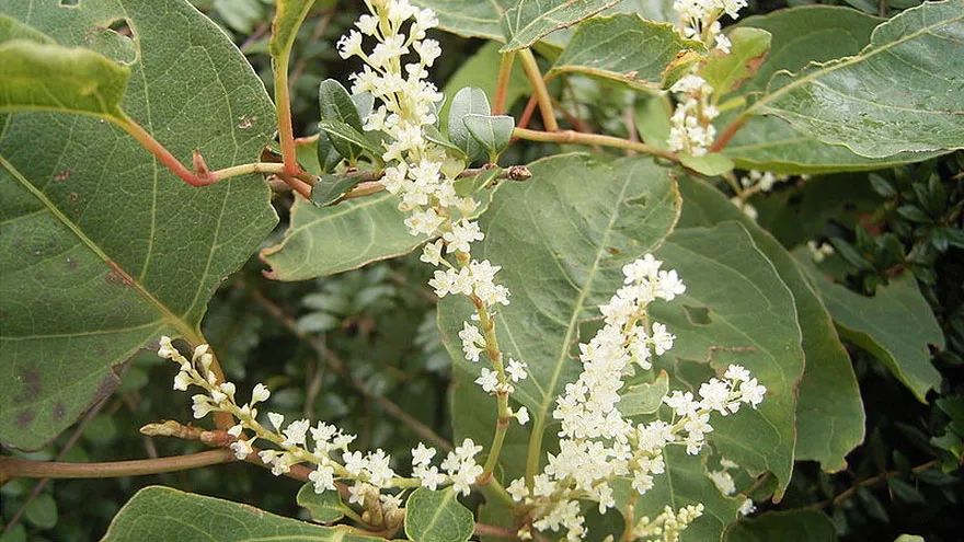 t2tt363bi42dsbr3p0jubeehl japanse duizendknoop