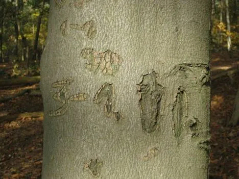 t9hiap033n2wj2zbeuf6xhza9 203050