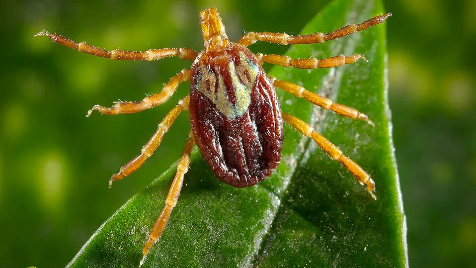 teek tekenseizoen begonnen