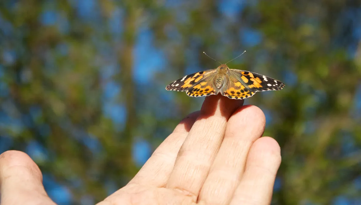 the butterfly house4 002