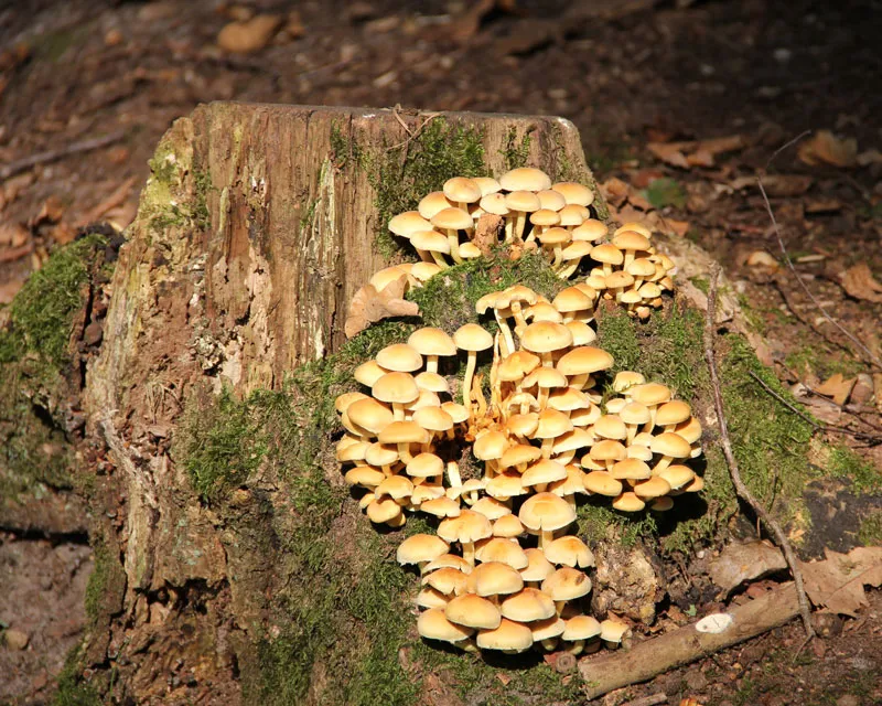 tly82ku5minhix7fh21mcmbo7 90455