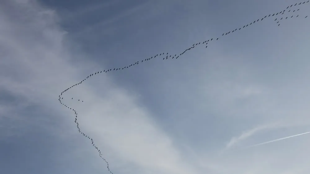 trekvogels kraanvogels