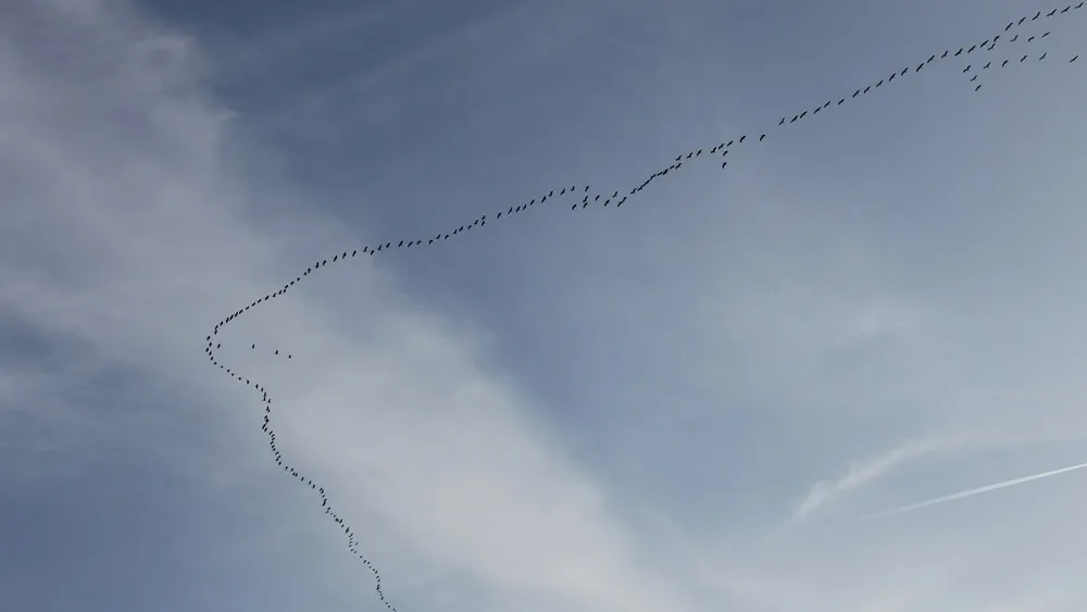 trekvogels kraanvogels