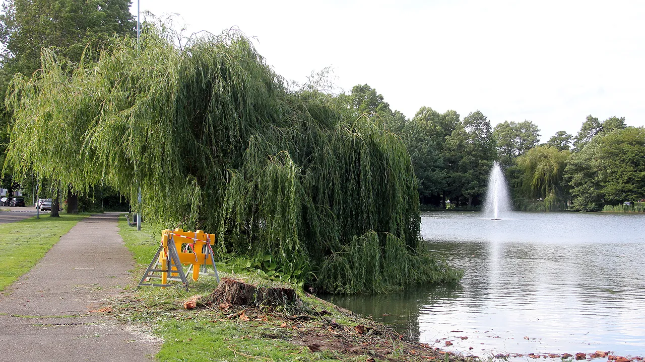 treurwilg omgewaaid roeivijver